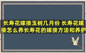 长寿花嫁接玉树几月份 长寿花嫁接怎么养长寿花的嫁接方法和养护技巧